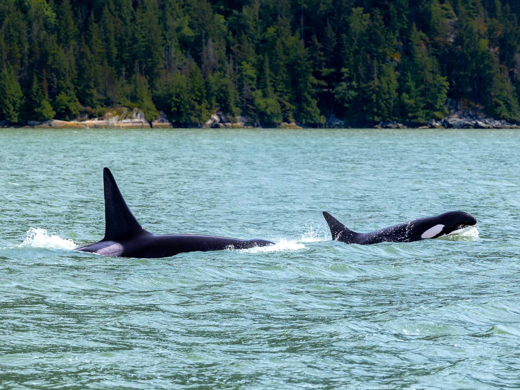 Orcas swim in Howe Sounds near
Squamish