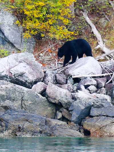 Black bear on the shore of Howe Sound in Squamish