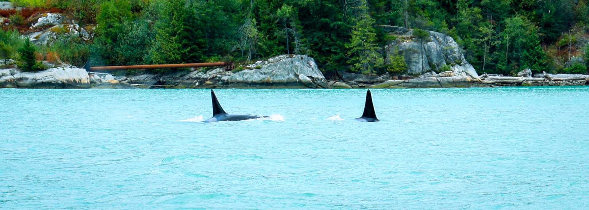 Watching Orca Whales Near Vancouver