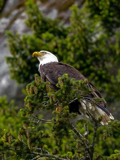 Eagle on a rock near Squamish, BC